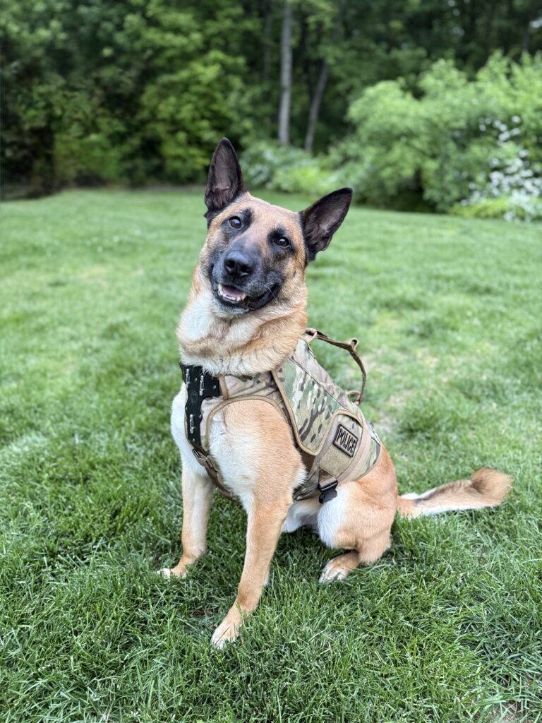 K9 Edo
